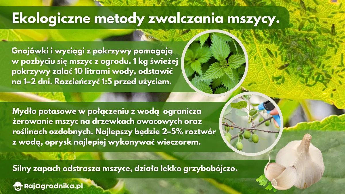 Ekologiczne-sposoby-zwalczania-mszyc-blog-sklep-rajogrodnika